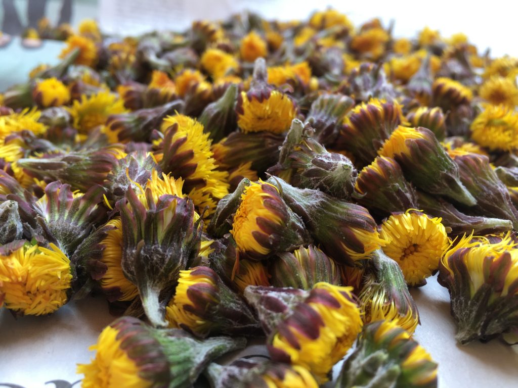 Blüten des Huflattich