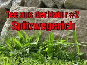 Tee aus der Natur